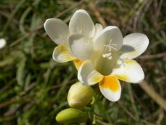 فریزیا رفرکتا